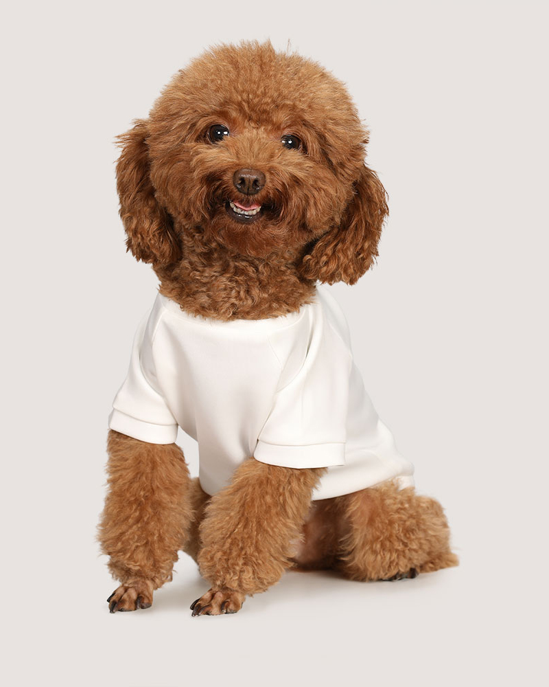 dropship dog clothes